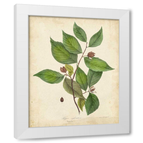 Beech Tree Foliage White Modern Wood Framed Art Print by Torrey, John