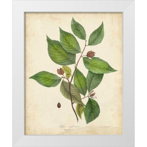 Beech Tree Foliage White Modern Wood Framed Art Print by Torrey, John