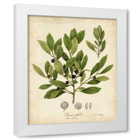 Ink-berry Tree Foliage White Modern Wood Framed Art Print by Torrey, John
