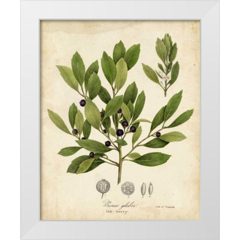 Ink-berry Tree Foliage White Modern Wood Framed Art Print by Torrey, John