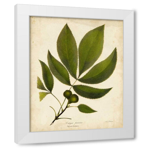 Pig-nut Hickory Tree Folige White Modern Wood Framed Art Print by Torrey, John