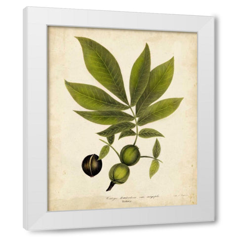 Hickory Tree Foliage White Modern Wood Framed Art Print by Torrey, John
