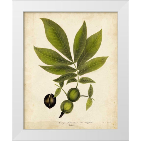 Hickory Tree Foliage White Modern Wood Framed Art Print by Torrey, John