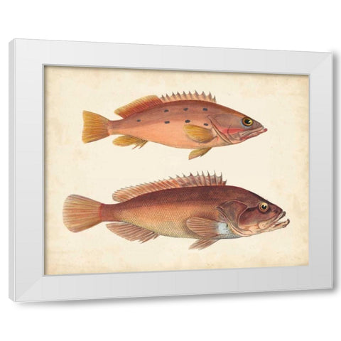 Antique Fish Species I White Modern Wood Framed Art Print by Unknown