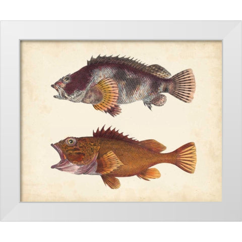 Antique Fish Species II White Modern Wood Framed Art Print by Unknown