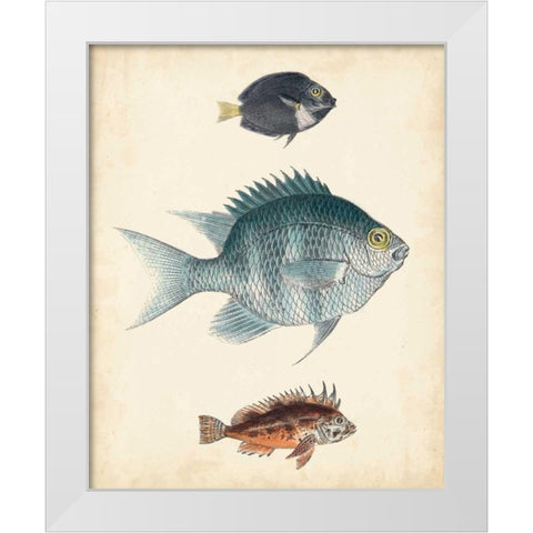 Antique Fish Species III White Modern Wood Framed Art Print by Unknown
