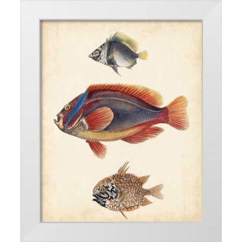 Antique Fish Species IV White Modern Wood Framed Art Print by Unknown