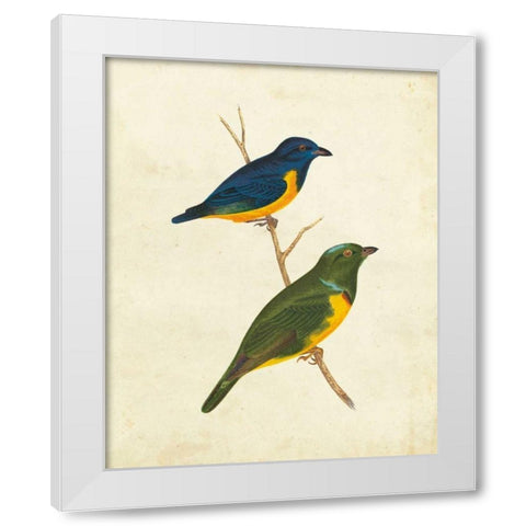 Peruvian Tanager I White Modern Wood Framed Art Print by Cassin