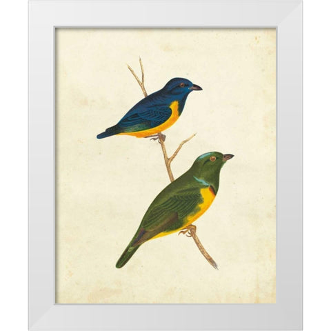 Peruvian Tanager I White Modern Wood Framed Art Print by Cassin