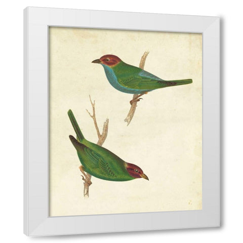 Peruvian Tanager II White Modern Wood Framed Art Print by Cassin