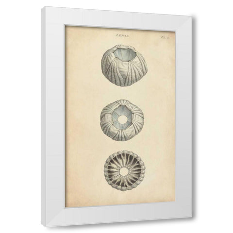 Cylindrical Shells I White Modern Wood Framed Art Print by Wood