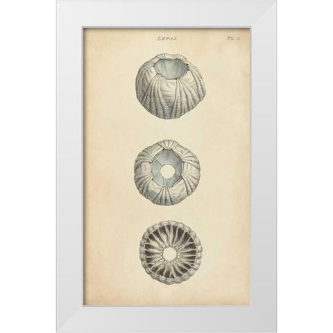 Cylindrical Shells I White Modern Wood Framed Art Print by Wood