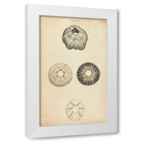 Cylindrical Shells II White Modern Wood Framed Art Print by Wood