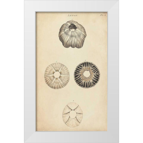 Cylindrical Shells II White Modern Wood Framed Art Print by Wood