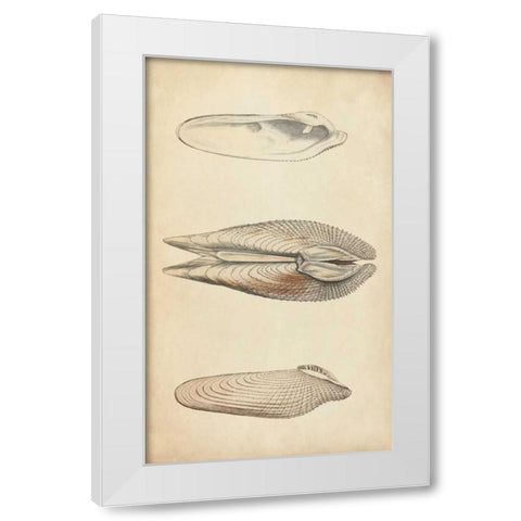 Marine Mollusk I White Modern Wood Framed Art Print by Wood