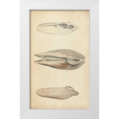 Marine Mollusk I White Modern Wood Framed Art Print by Wood