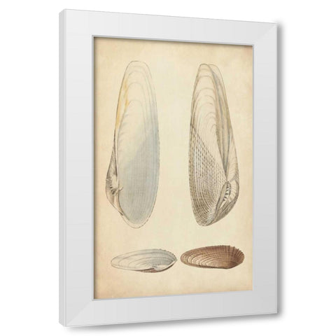 Marine Mollusk II White Modern Wood Framed Art Print by Wood