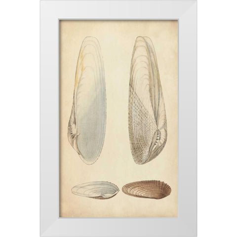 Marine Mollusk II White Modern Wood Framed Art Print by Wood