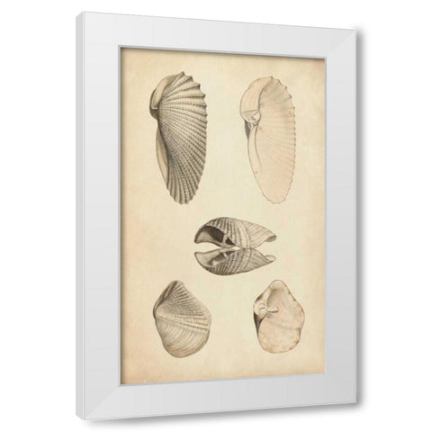 Marine Mollusk III White Modern Wood Framed Art Print by Wood