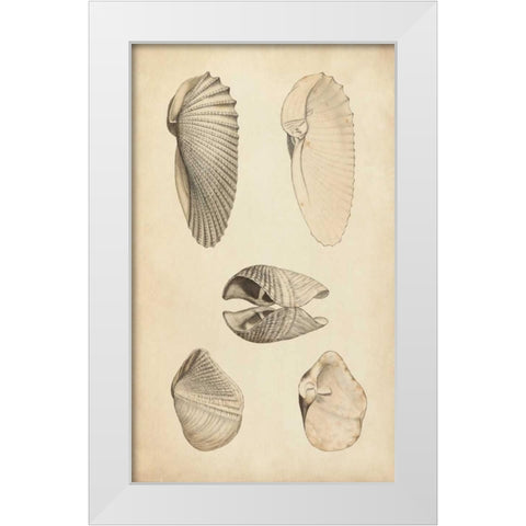 Marine Mollusk III White Modern Wood Framed Art Print by Wood
