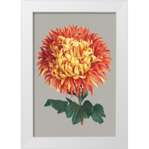 Chrysanthemum on Gray I White Modern Wood Framed Art Print by Vision Studio