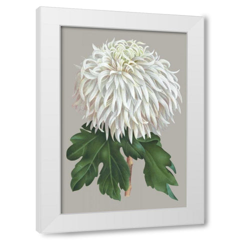 Chrysanthemum on Gray II White Modern Wood Framed Art Print by Vision Studio