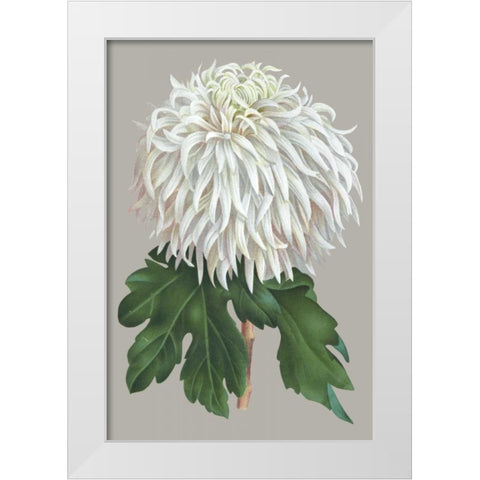 Chrysanthemum on Gray II White Modern Wood Framed Art Print by Vision Studio