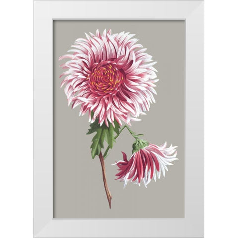 Chrysanthemum on Gray III White Modern Wood Framed Art Print by Vision Studio