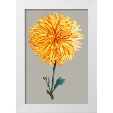 Chrysanthemum on Gray IV White Modern Wood Framed Art Print by Vision Studio