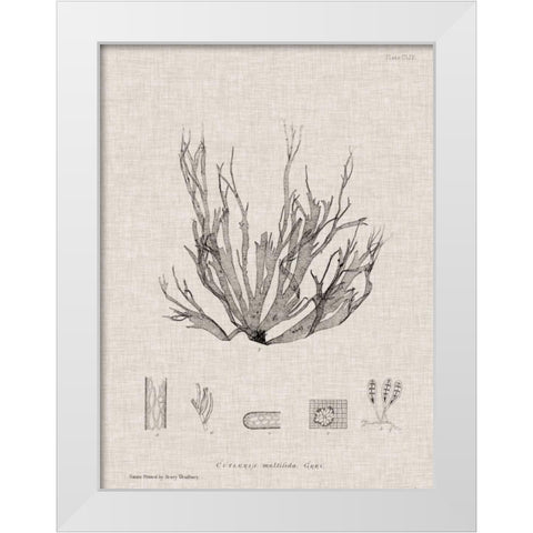 Charcoal and Linen Seaweed I White Modern Wood Framed Art Print by Bradbury, Henry