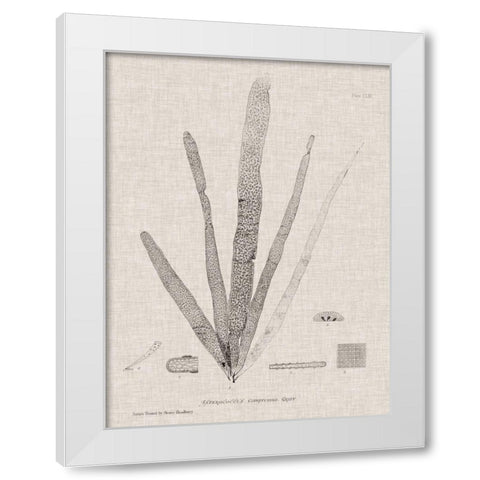 Charcoal and Linen Seaweed II White Modern Wood Framed Art Print by Bradbury, Henry