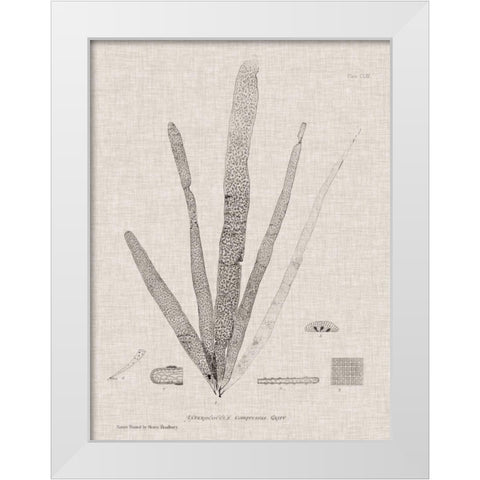 Charcoal and Linen Seaweed II White Modern Wood Framed Art Print by Bradbury, Henry