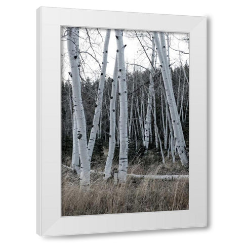 Pale Bark I White Modern Wood Framed Art Print by Head, Danny