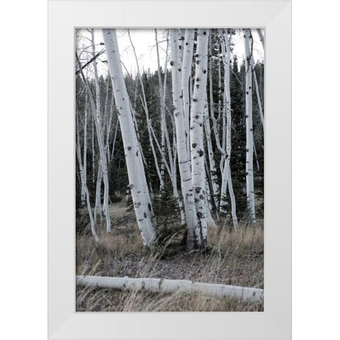 Pale Bark II White Modern Wood Framed Art Print by Head, Danny