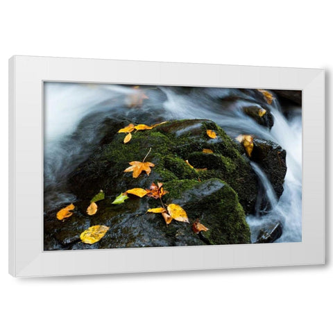 Wet Leaves White Modern Wood Framed Art Print by Head, Danny