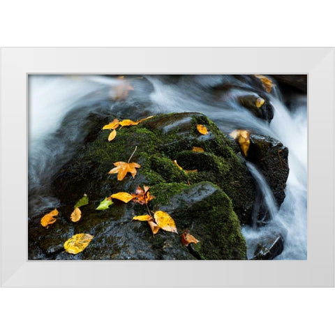 Wet Leaves White Modern Wood Framed Art Print by Head, Danny