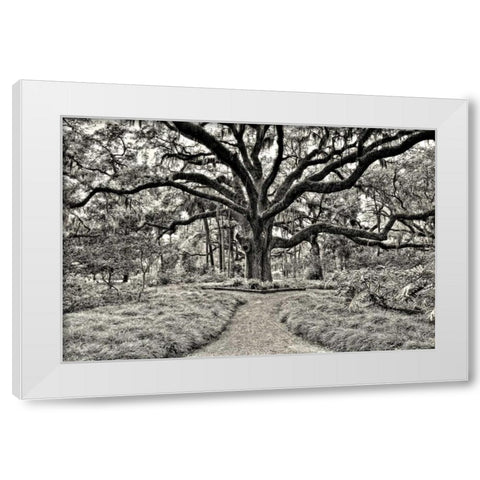 Florida Tree White Modern Wood Framed Art Print by Burchett, P.H.