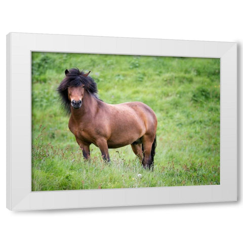 Icelandic Horses II White Modern Wood Framed Art Print by Burchett, P.H.