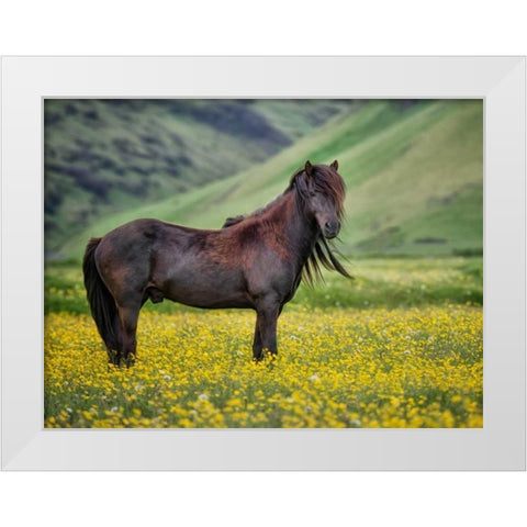 Icelandic Horses VI White Modern Wood Framed Art Print by Burchett, P.H.