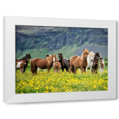 Icelandic Horses VII White Modern Wood Framed Art Print by Burchett, P.H.