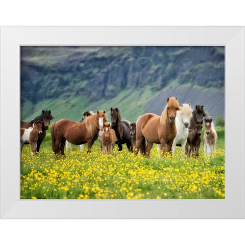 Icelandic Horses VII White Modern Wood Framed Art Print by Burchett, P.H.