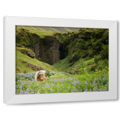 Icelandic Horses XI White Modern Wood Framed Art Print by Burchett, P.H.