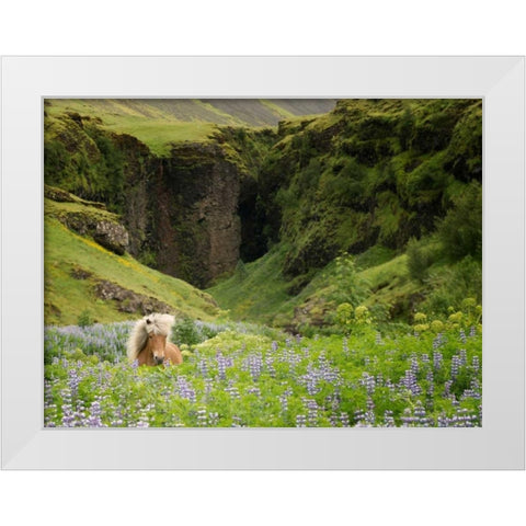 Icelandic Horses XI White Modern Wood Framed Art Print by Burchett, P.H.