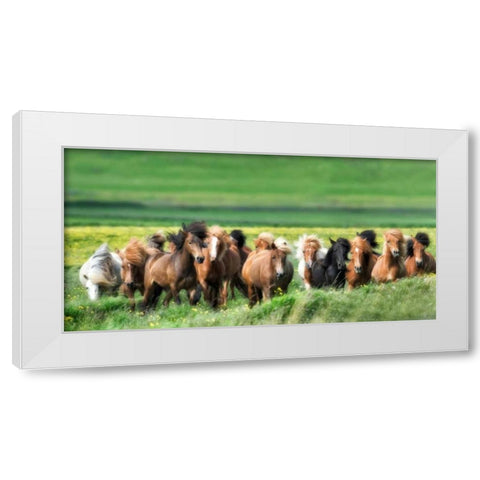 Icelandic Horses XII White Modern Wood Framed Art Print by Burchett, P.H.