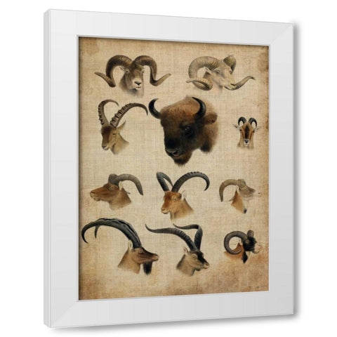 American Trophy IV White Modern Wood Framed Art Print by Butler, John