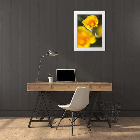 California Poppy I White Modern Wood Framed Art Print by Nourock, Jonathan