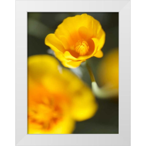 California Poppy I White Modern Wood Framed Art Print by Nourock, Jonathan