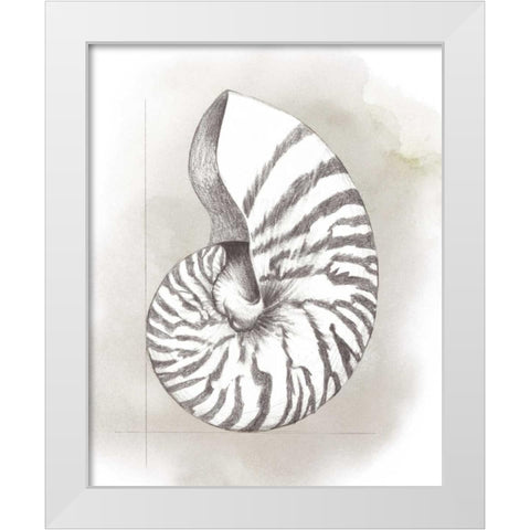 Shell Diagram III White Modern Wood Framed Art Print by Popp, Grace