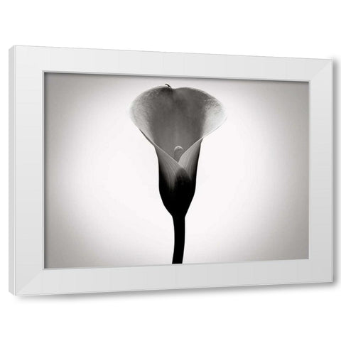 Calla Lily Studies I White Modern Wood Framed Art Print by McLoughlin, James