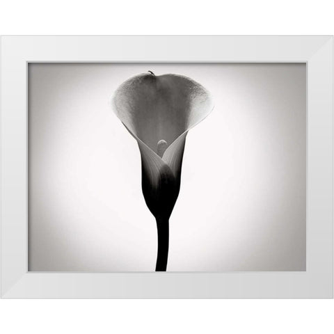 Calla Lily Studies I White Modern Wood Framed Art Print by McLoughlin, James